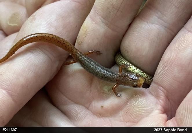 Four-toed Salamander