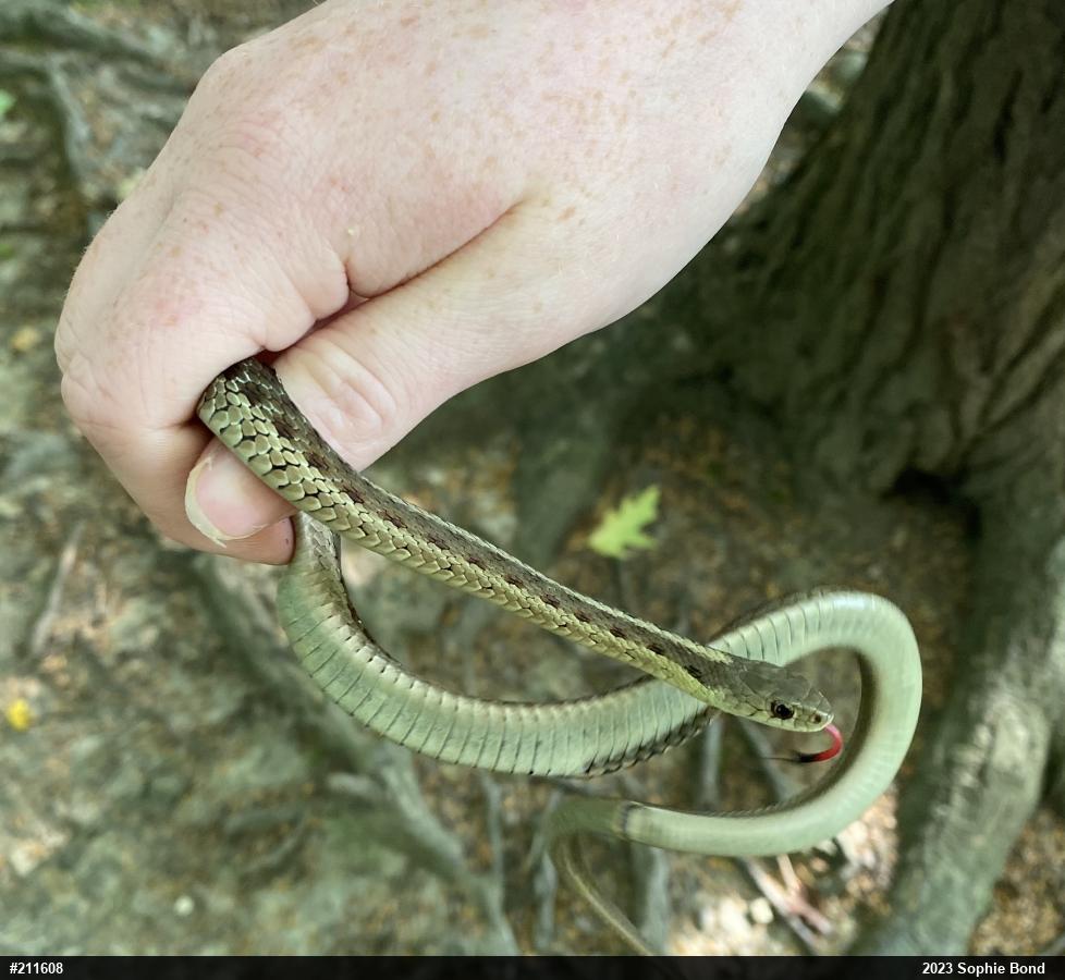 Eastern Gartersnake