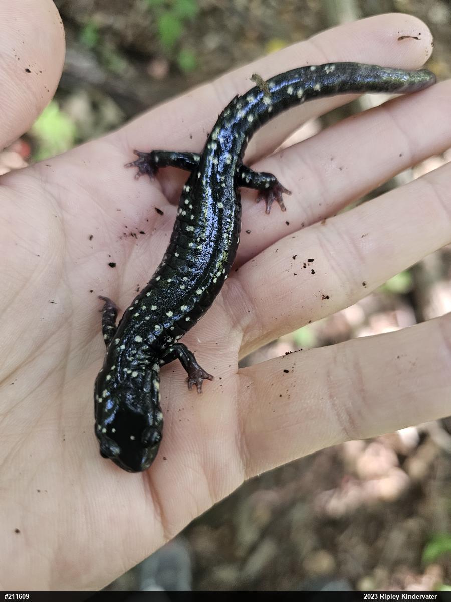 Northern Slimy Salamander
