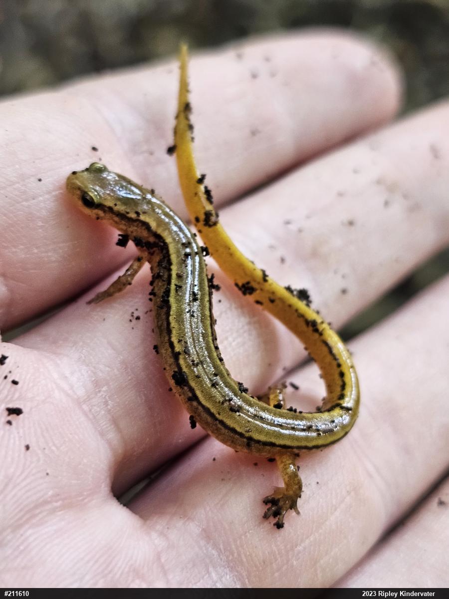 Northern Two-lined Salamander