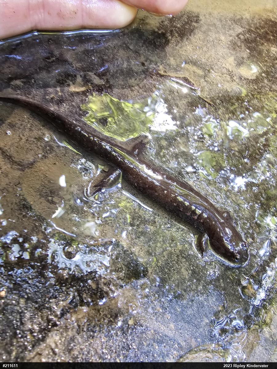 Northern Dusky Salamander