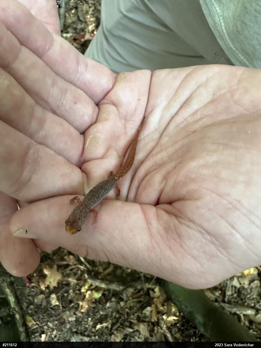 Four-toed Salamander