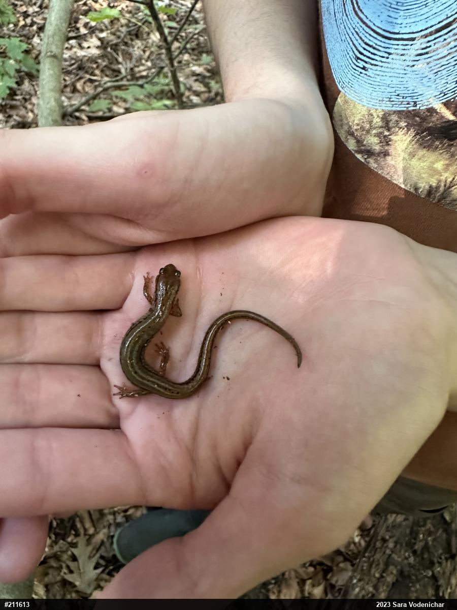 Northern Two-lined Salamander