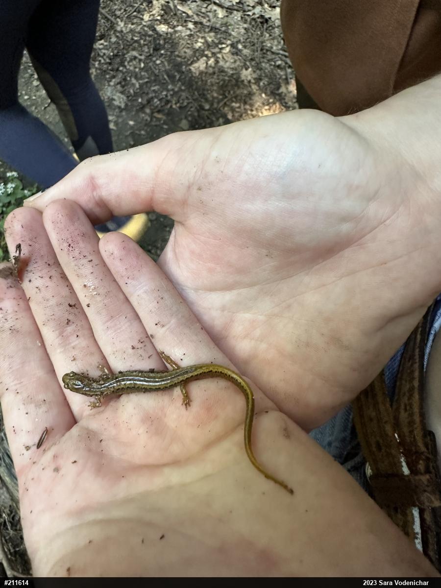 Northern Two-lined Salamander