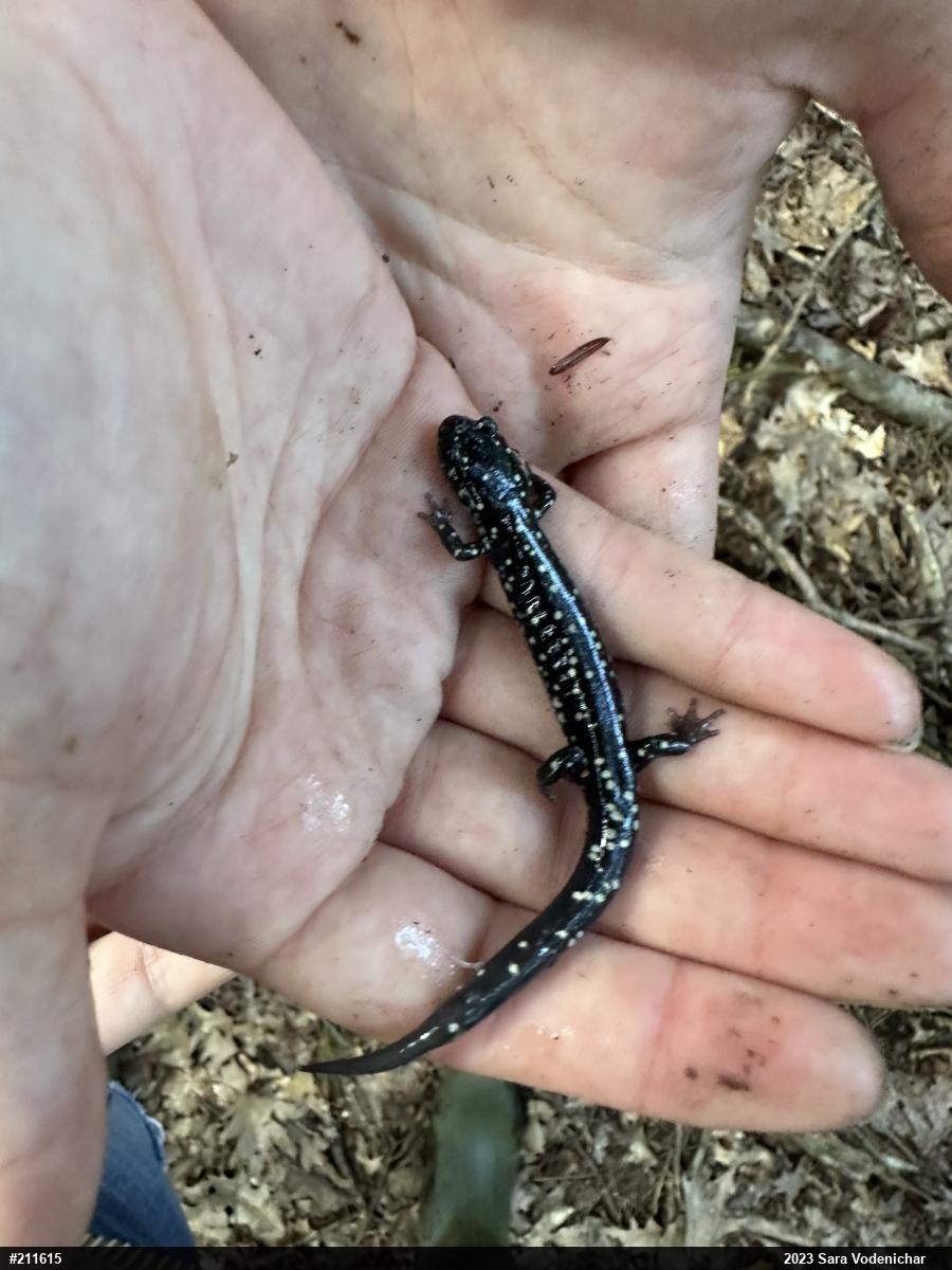 Northern Slimy Salamander