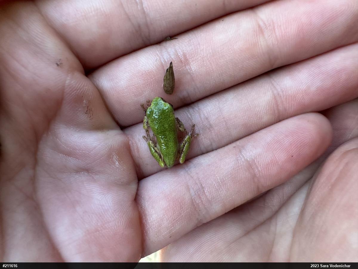 Unknown Gray Treefrog