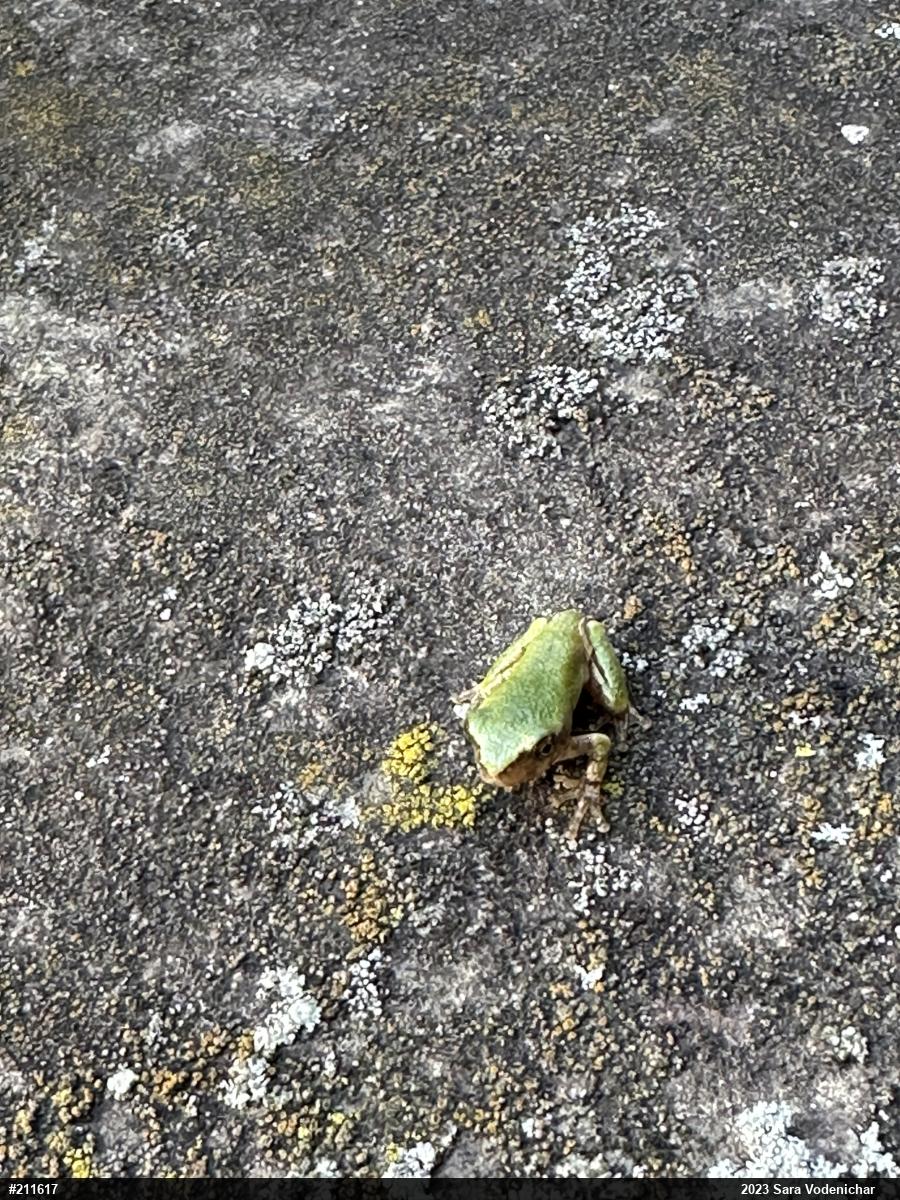 Unknown Gray Treefrog