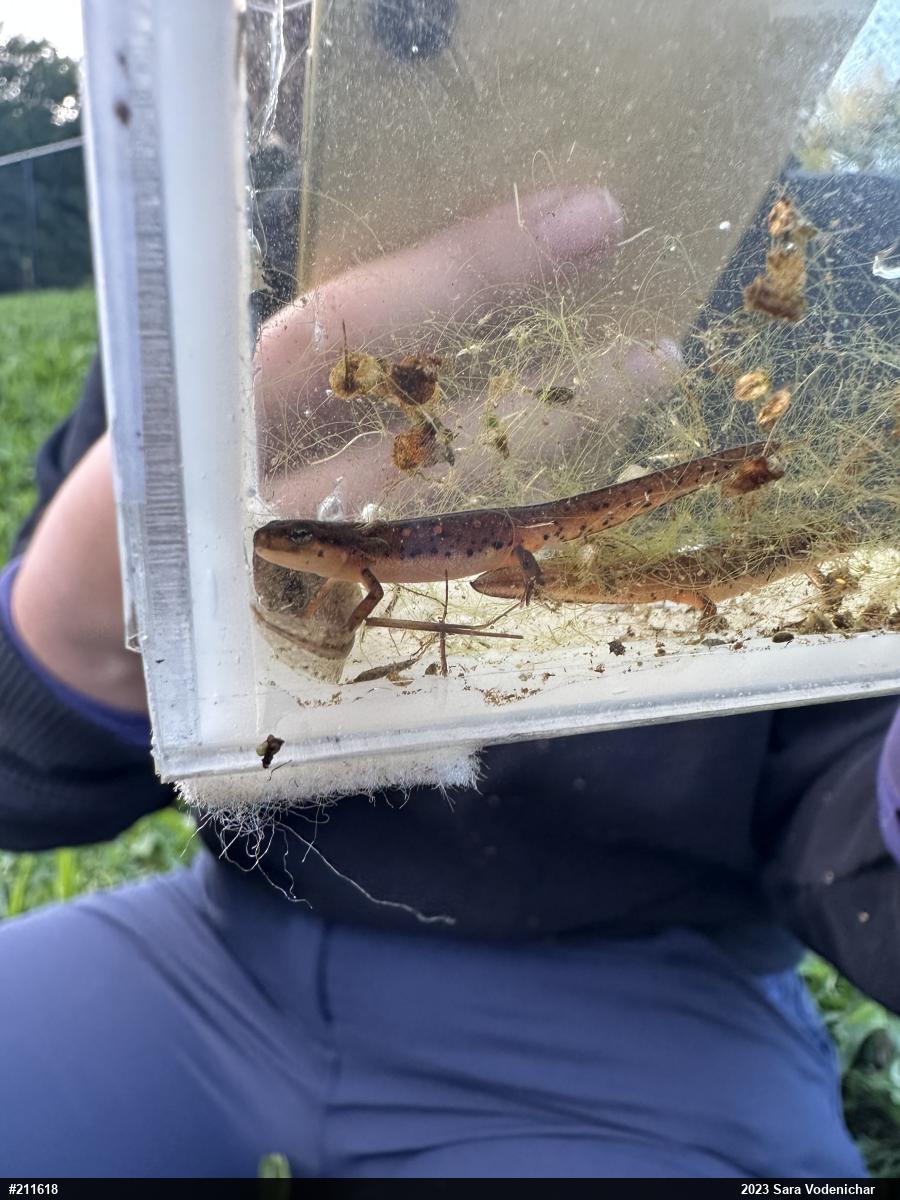 Red-spotted Newt