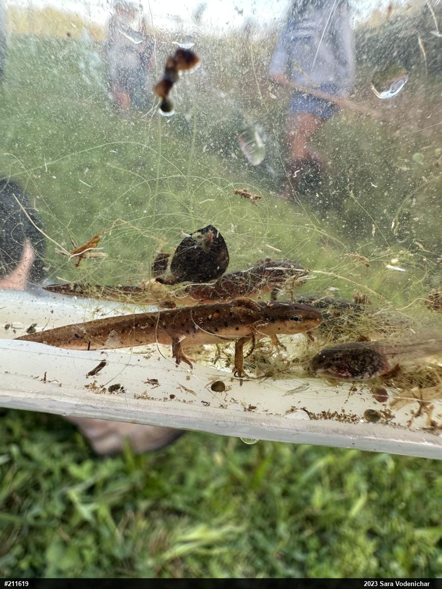 Red-spotted Newt