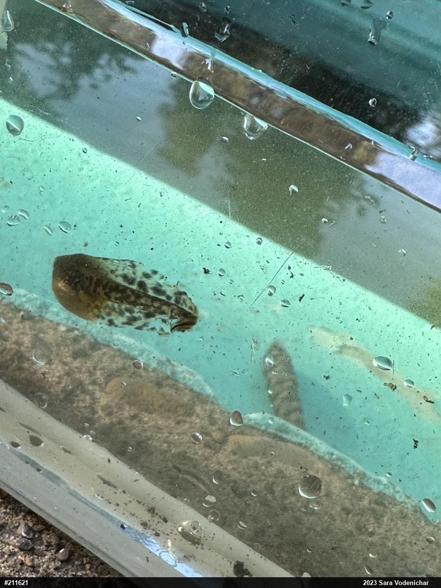 Unknown Gray Treefrog