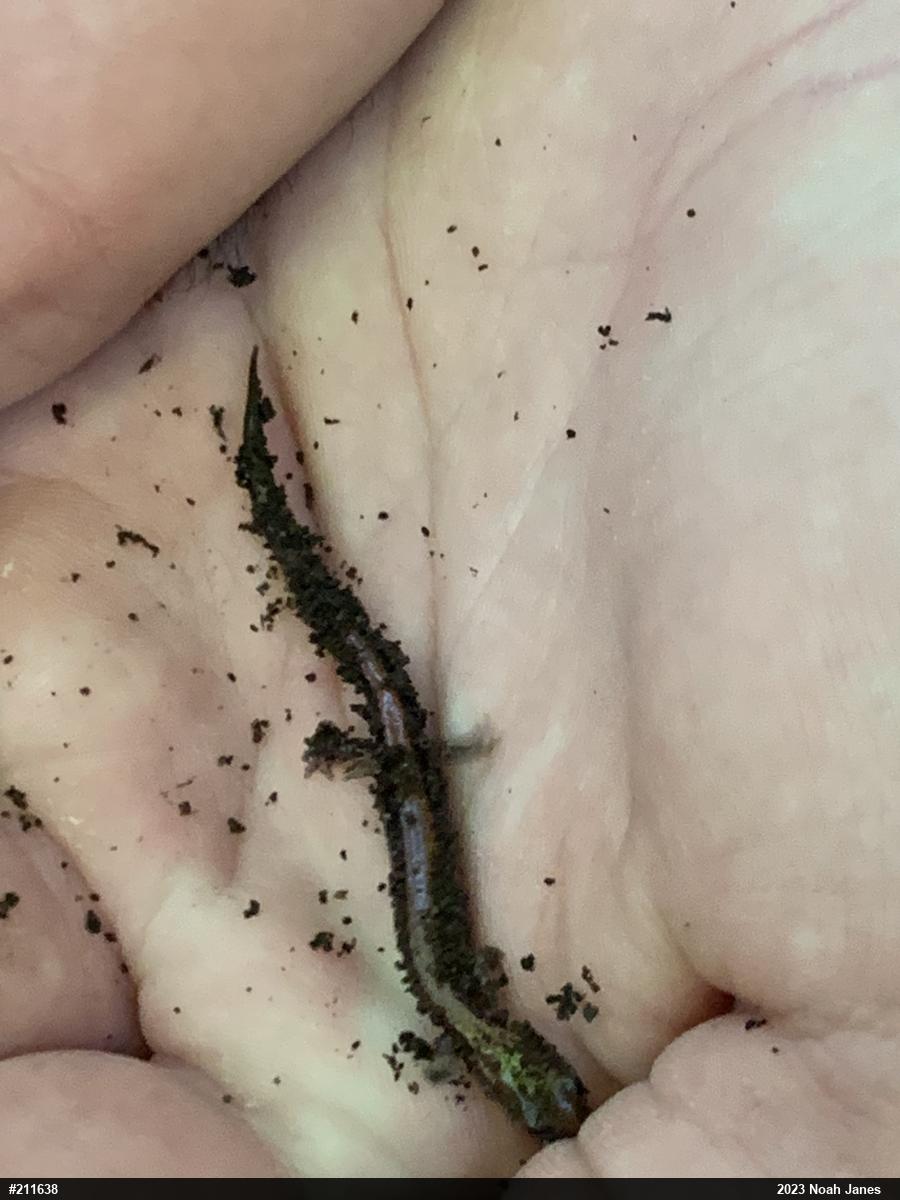 Eastern Red-backed  Salamander