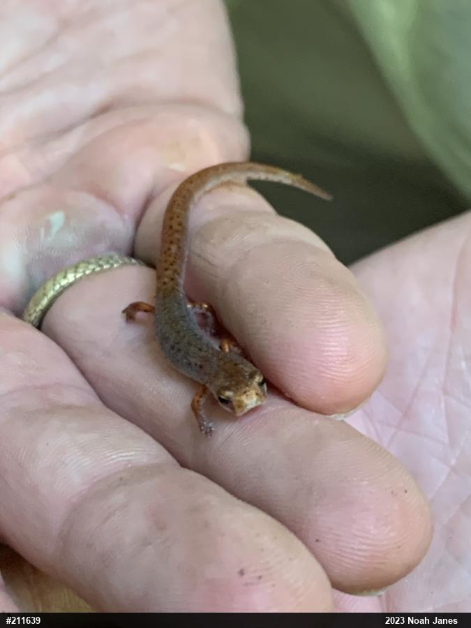 Four-toed Salamander