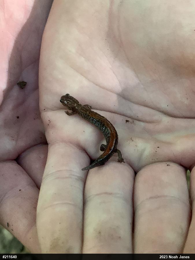 Eastern Red-backed  Salamander