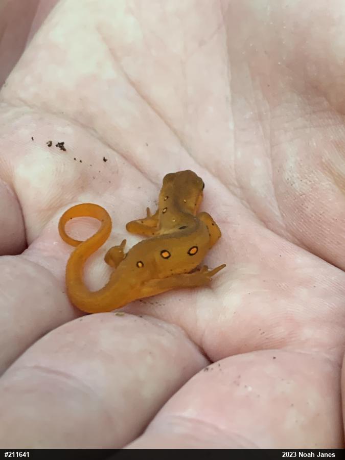 Red-spotted Newt