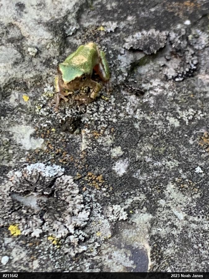 Unknown Gray Treefrog