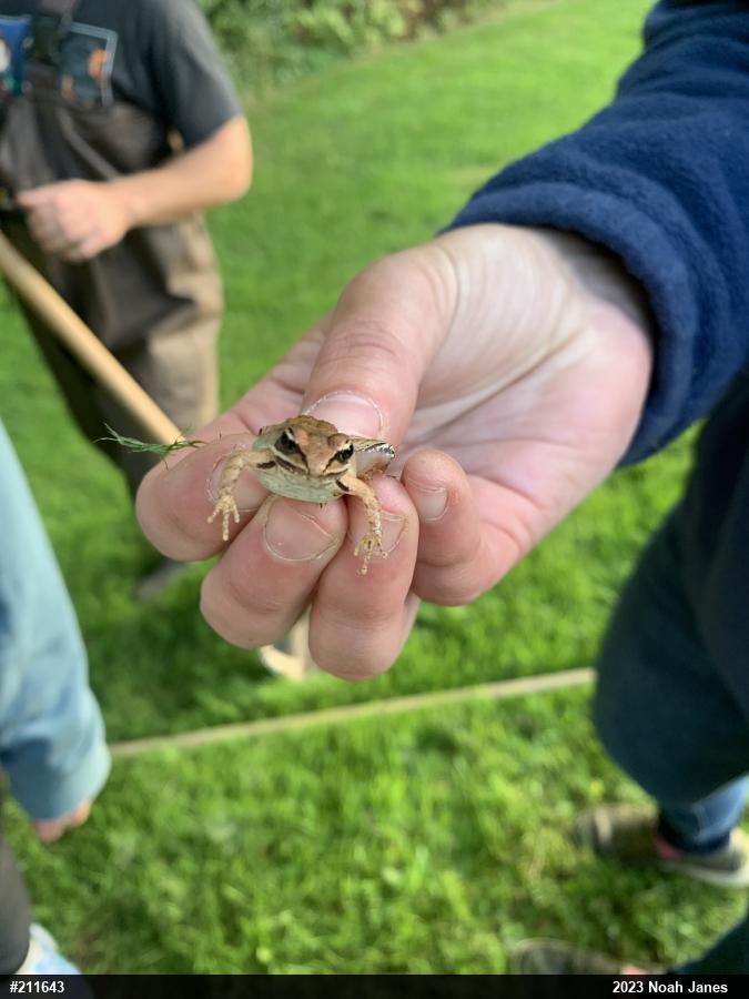 Wood Frog