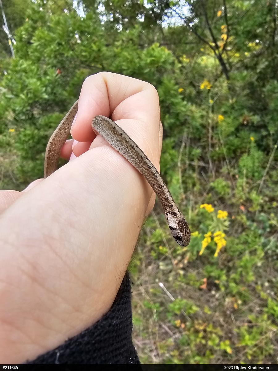 Dekay's Brownsnake