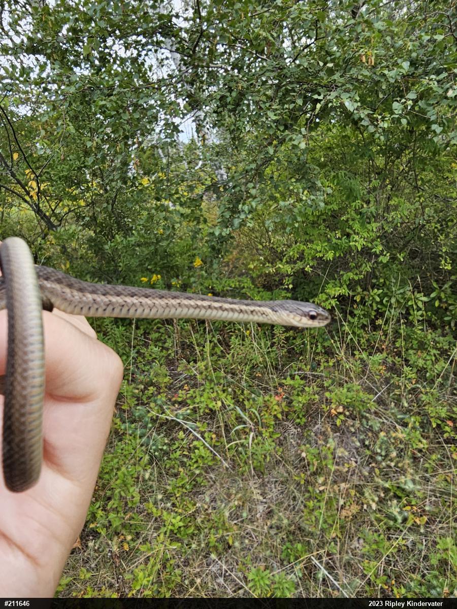Eastern Gartersnake