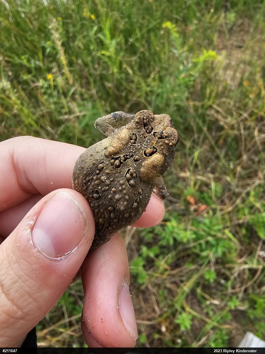 Eastern American Toad