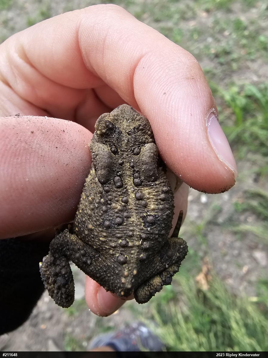 Eastern American Toad
