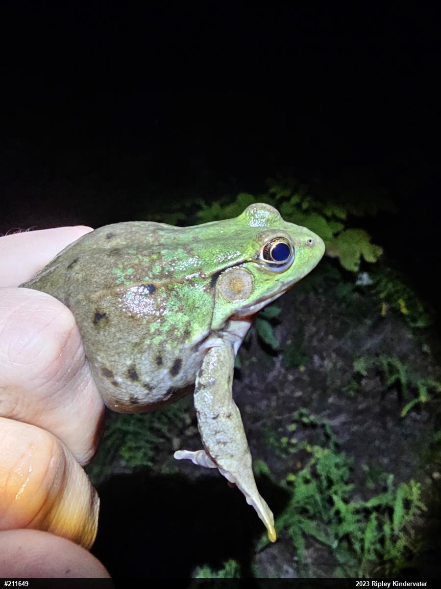 Green Frog