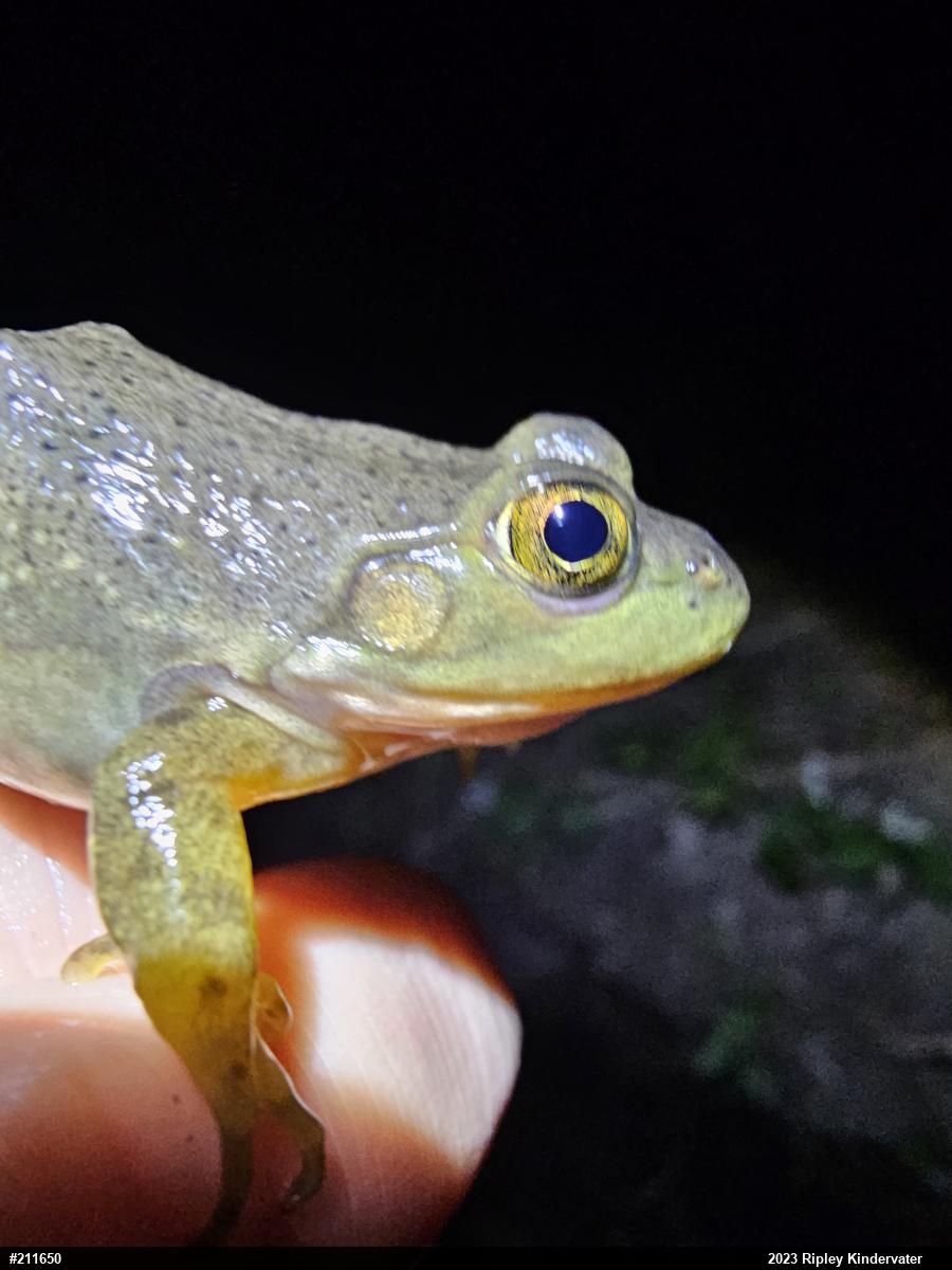 American Bullfrog