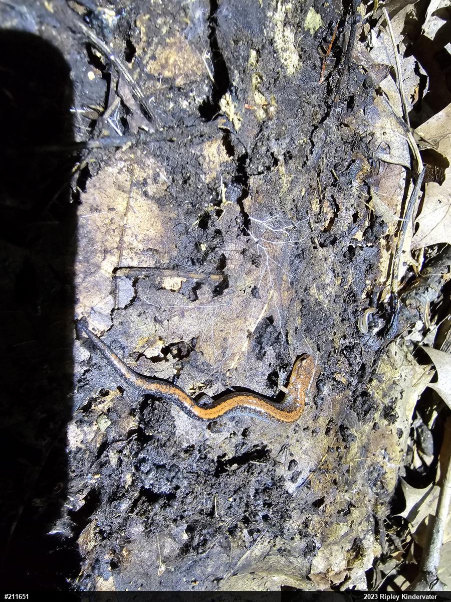Eastern Red-backed  Salamander
