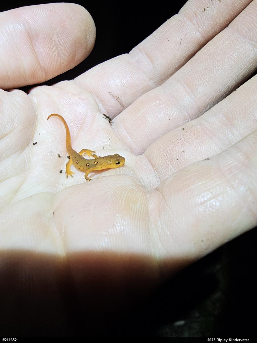 Red-spotted Newt