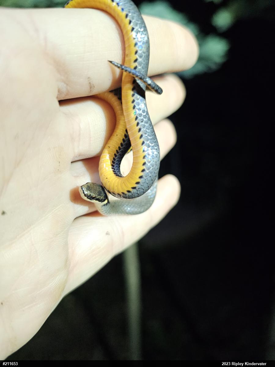 Northern Ring-necked Snake