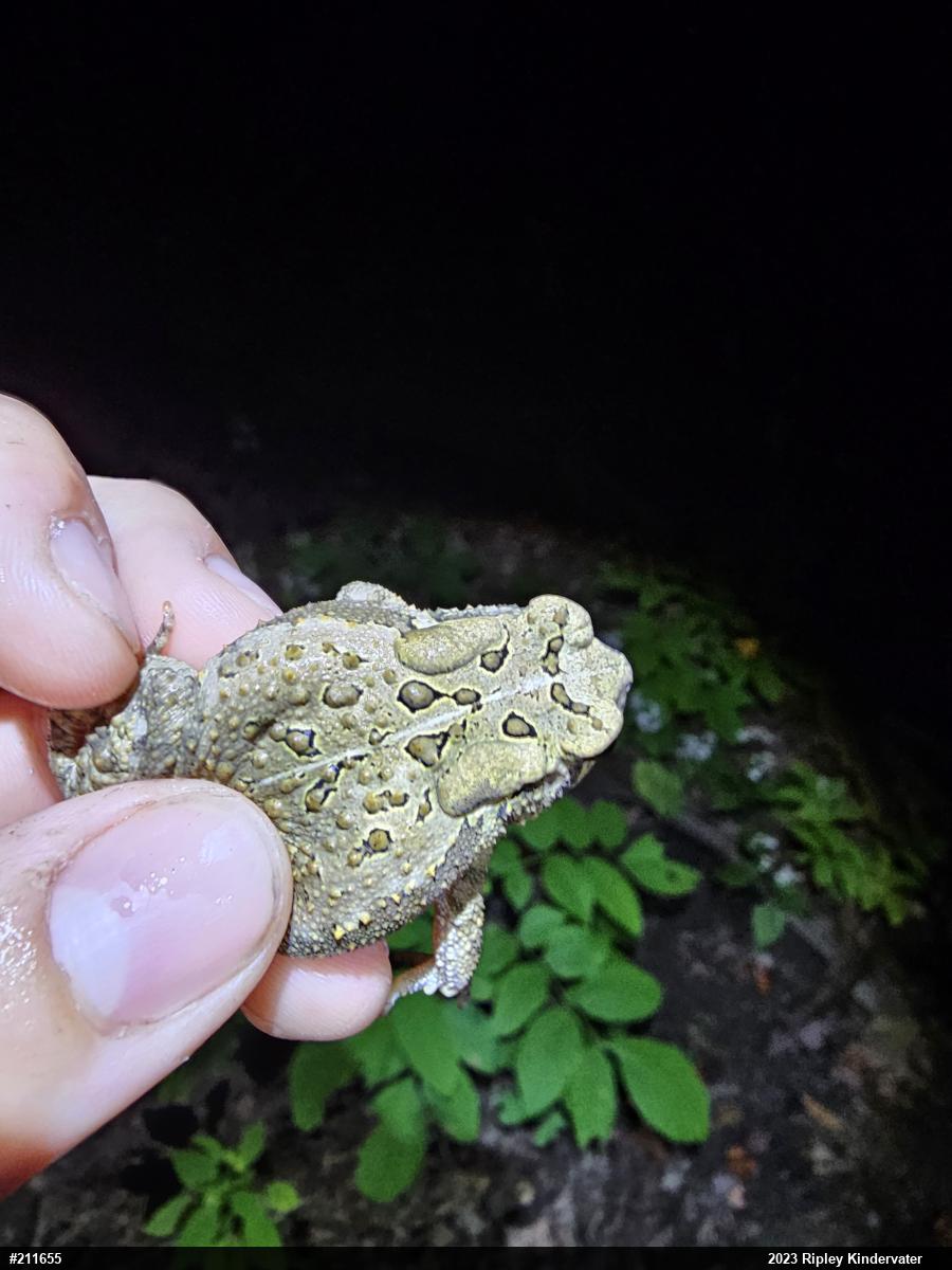 Eastern American Toad