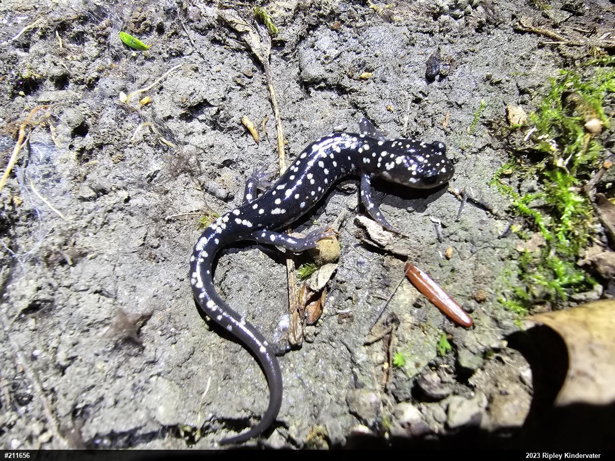 Northern Slimy Salamander