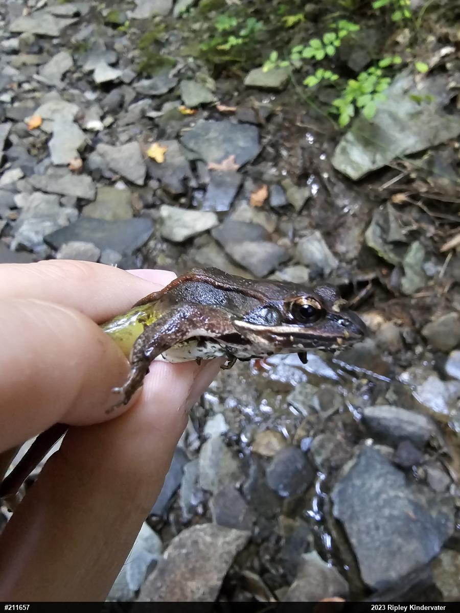 Wood Frog