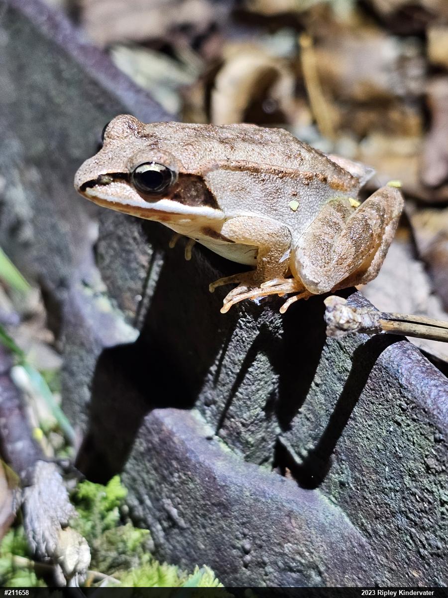Wood Frog