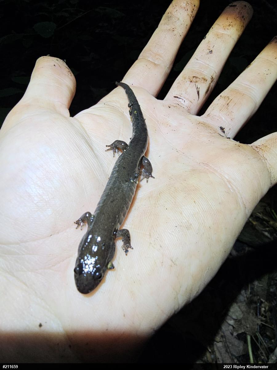 Allegheny Mountain Dusky Salamander