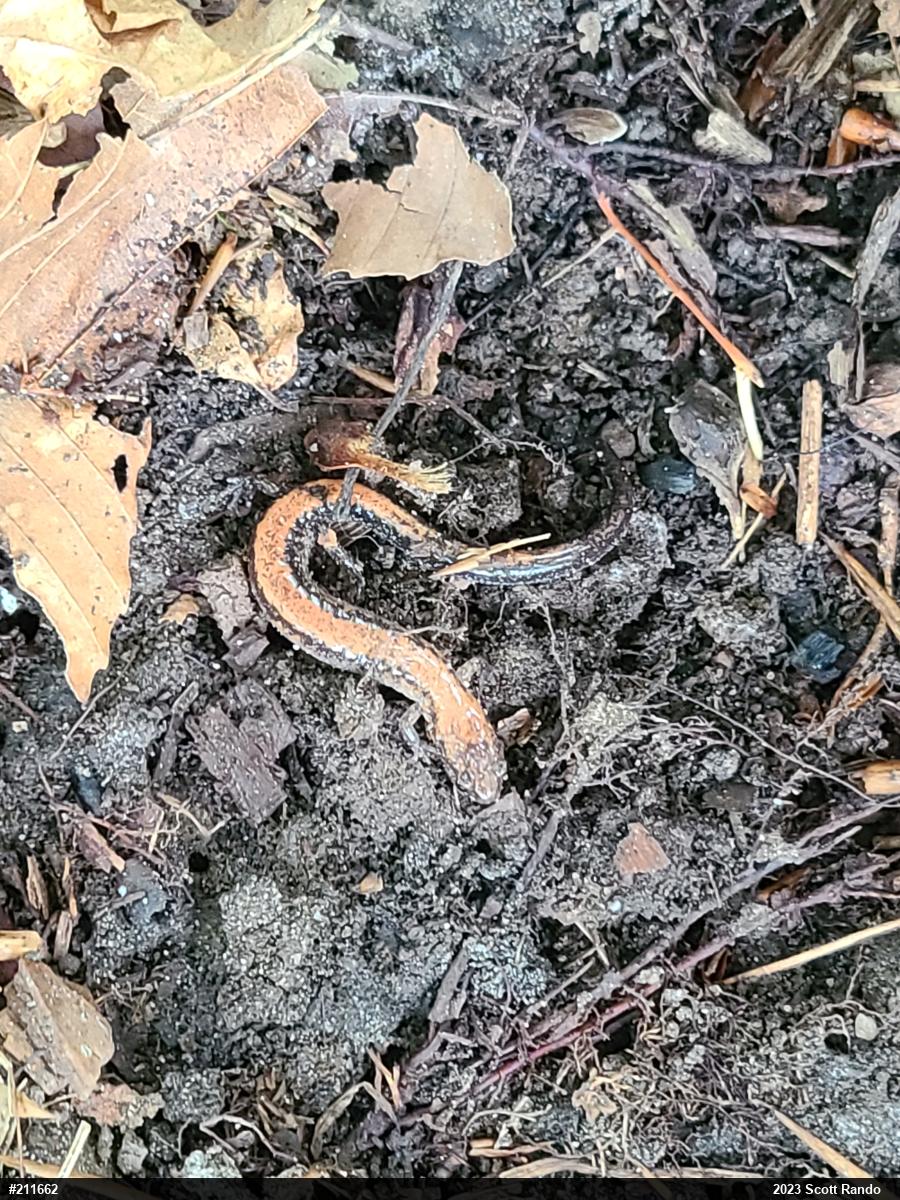 Eastern Red-backed  Salamander