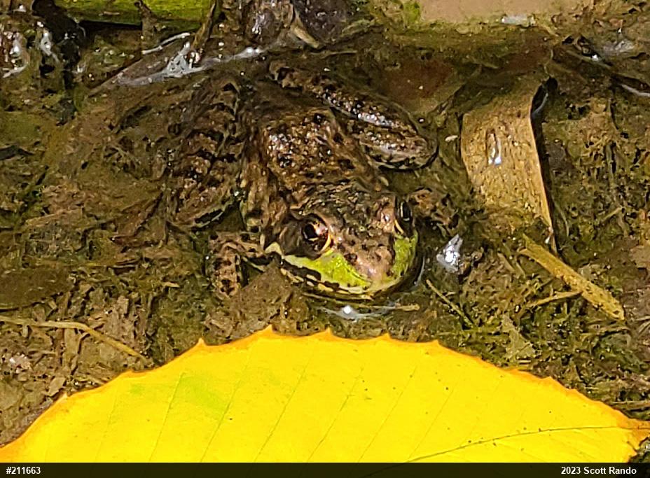 Green Frog