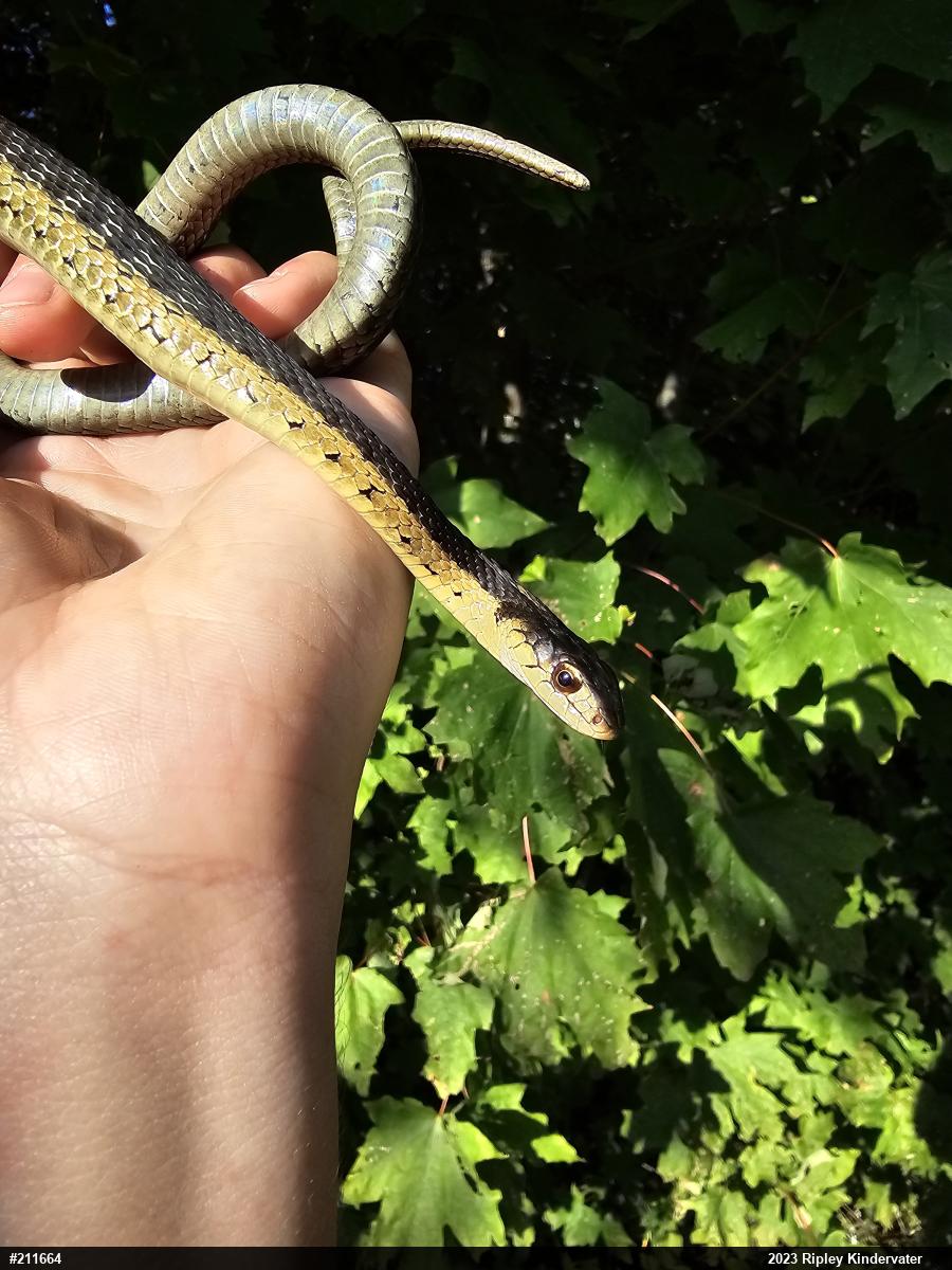 Eastern Gartersnake