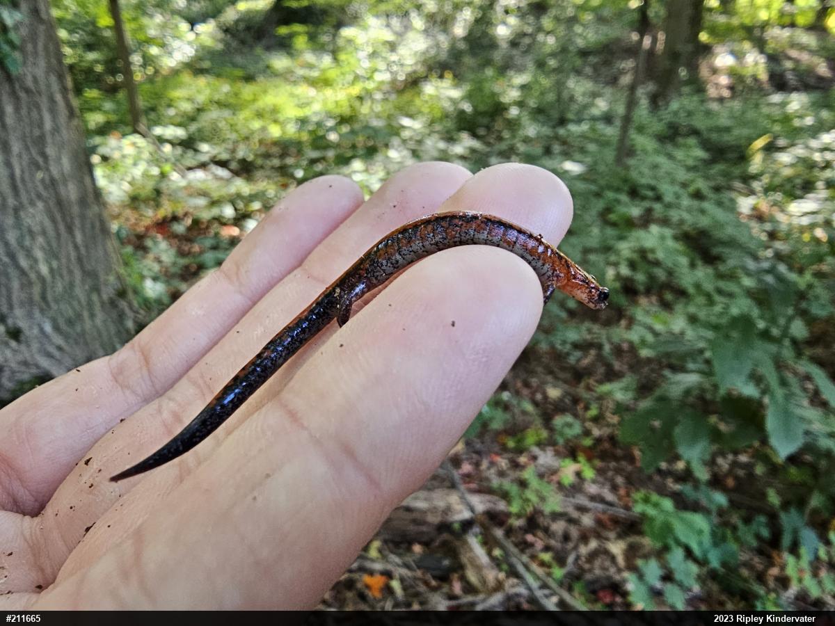 Eastern Red-backed  Salamander