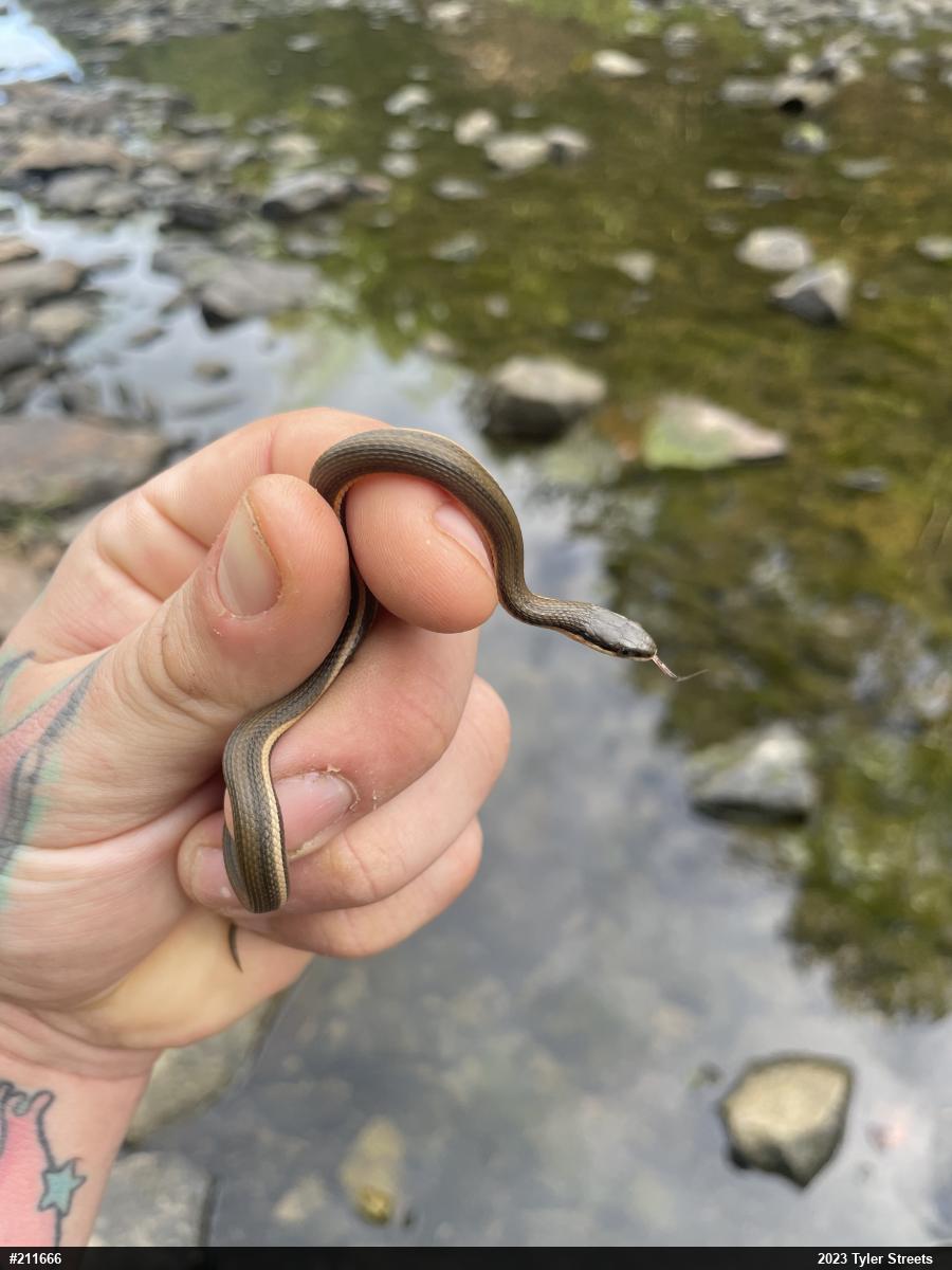 Queensnake