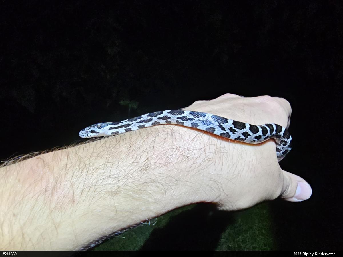 Eastern Ratsnake