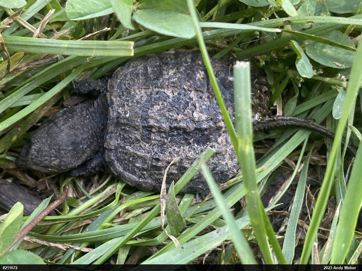 Snapping Turtle