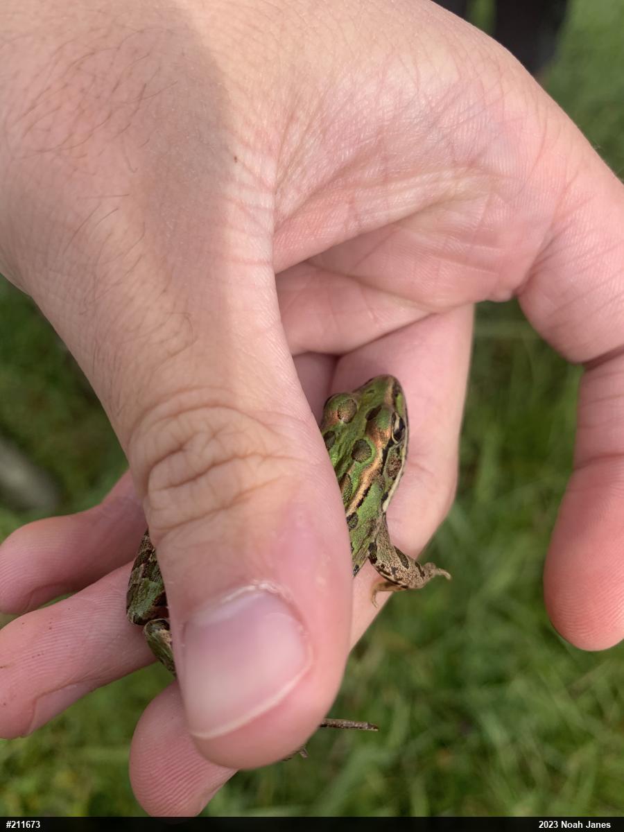 Northern Leopard Frog