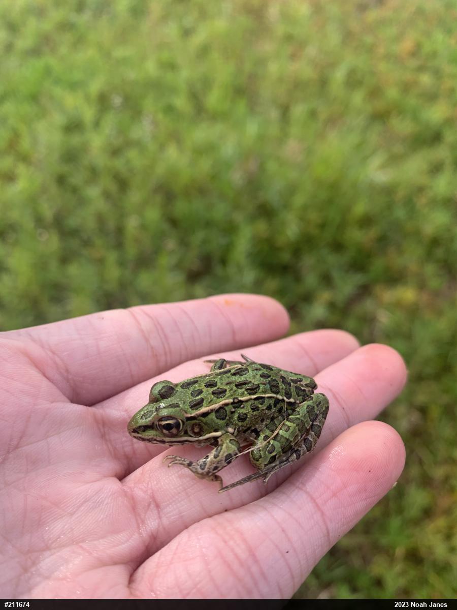 Northern Leopard Frog