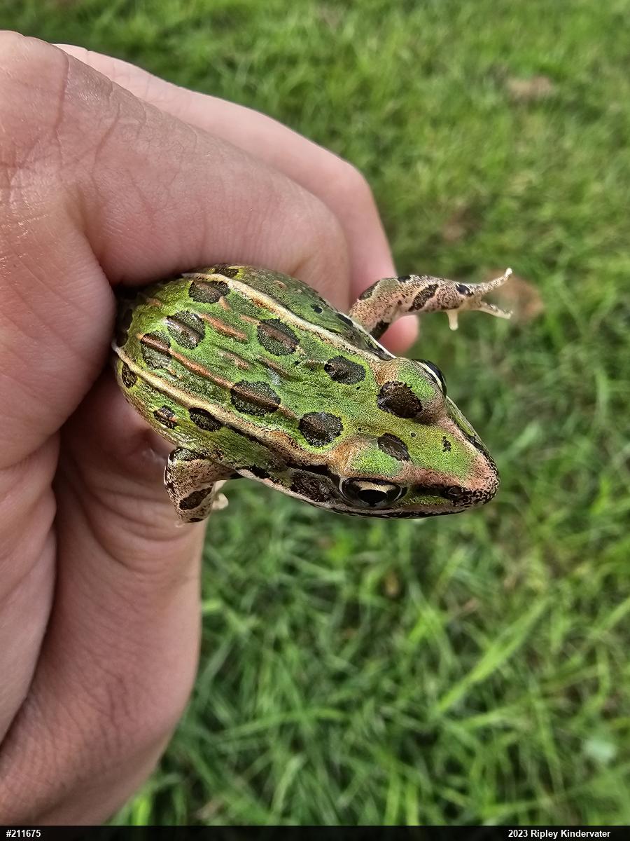 Northern Leopard Frog