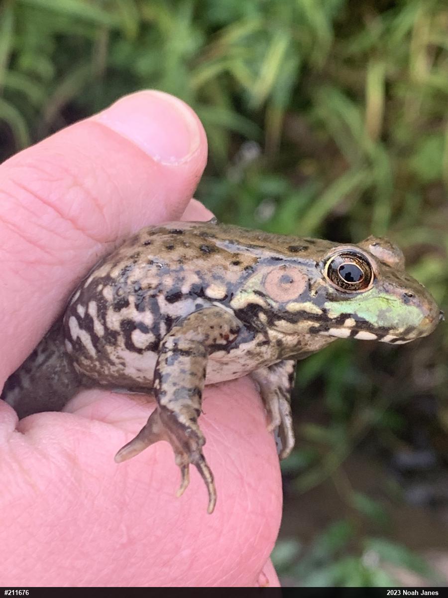 Green Frog