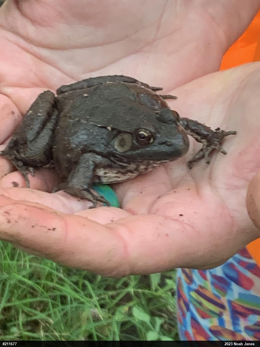Green Frog