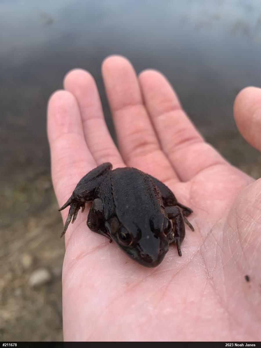 Green Frog