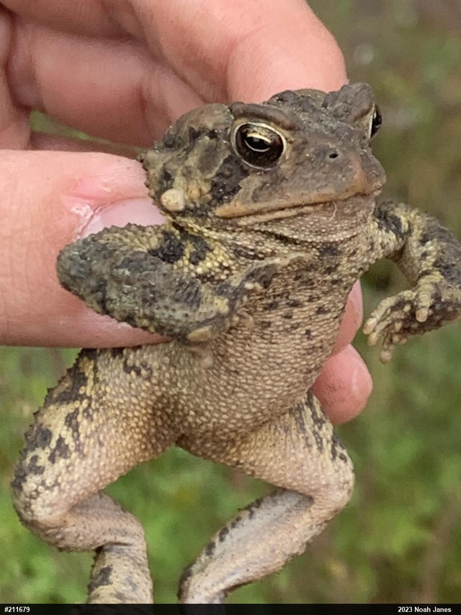 Eastern American Toad