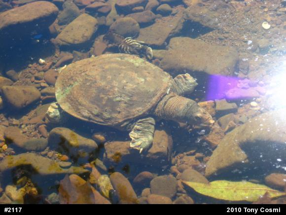 Eastern Spiny Softshell
