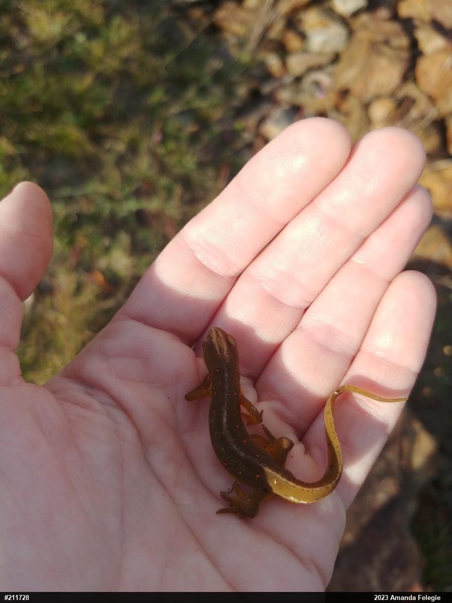 Red-spotted Newt